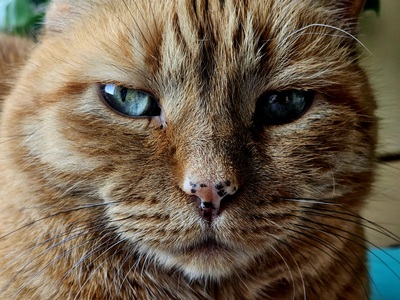 cat